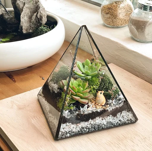 Pyramid Succulent Terrarium