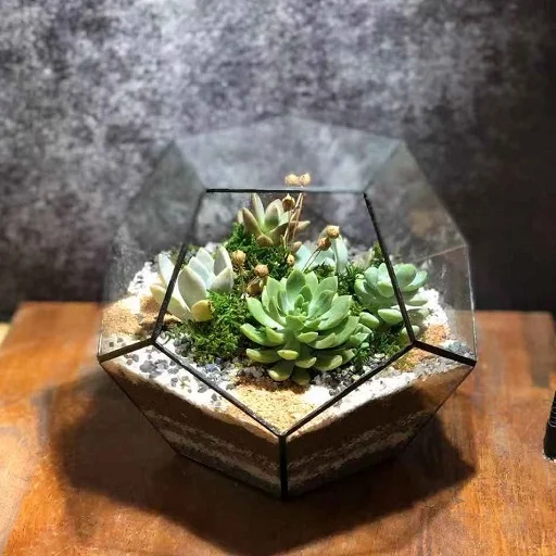 Succulent Forest - Pentagon Terrarium