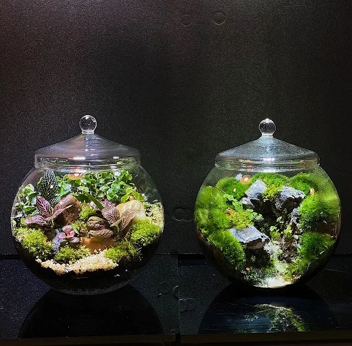 FOREST WORLD SERIES Terrarium
