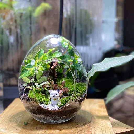 Eggshell Forest Terrarium
