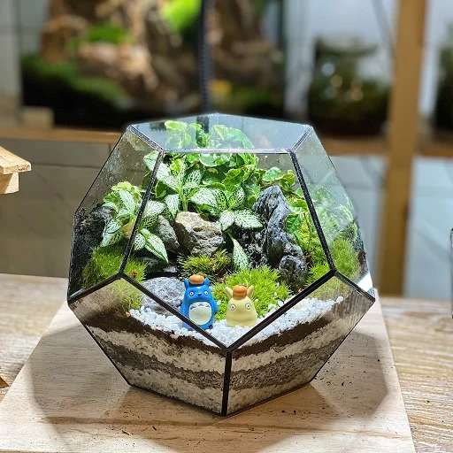 Pentagon Forest Terrarium