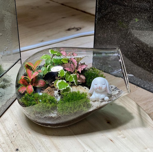 Terrarium DIY Set - Eden Paradise