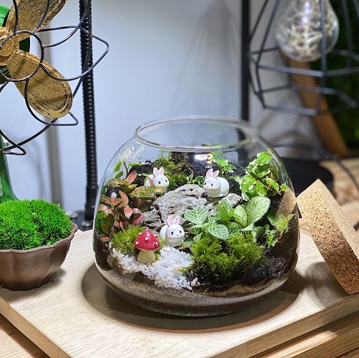 Dome Forest Terrarium