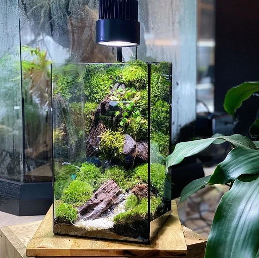 Moss Wall Terrarium