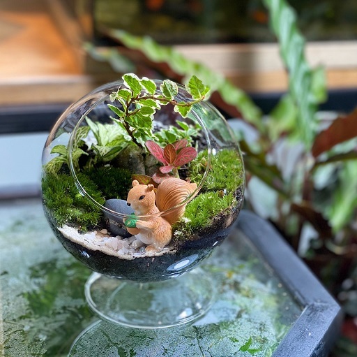 Terrarium DIY Set - Forest Garden