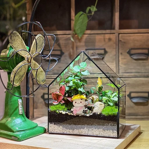 House of plant Terrarium