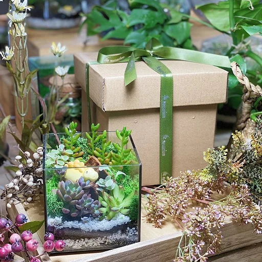 Corporate Door Gift Set Online Exclusive –  (Pre-order)Succulent Cube x 10 Sets