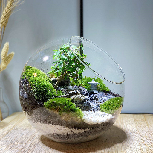 Bonsai In A Globe Terrarium