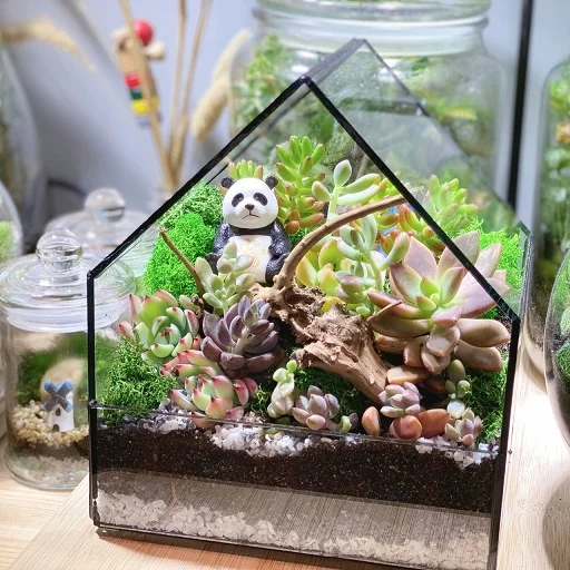 Succulent House of  Dream Terrarium