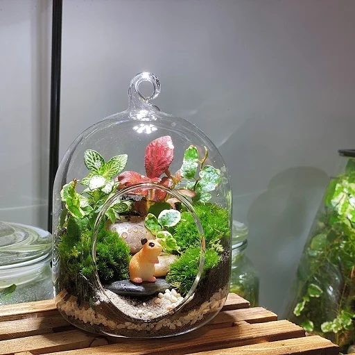 Bell Terrarium