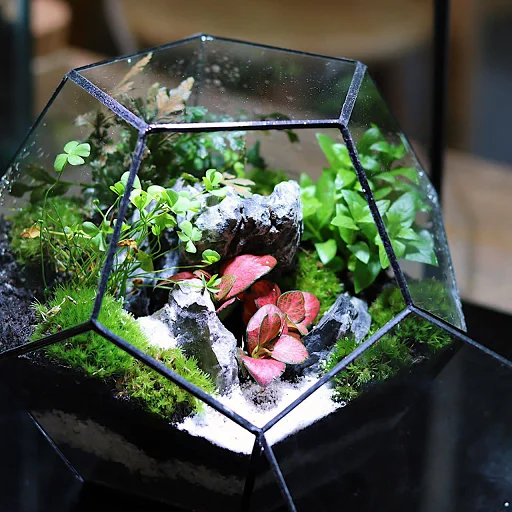 Pentagon Forest II Terrarium