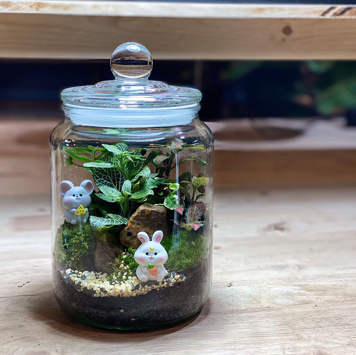 Jar Forest Terrarium