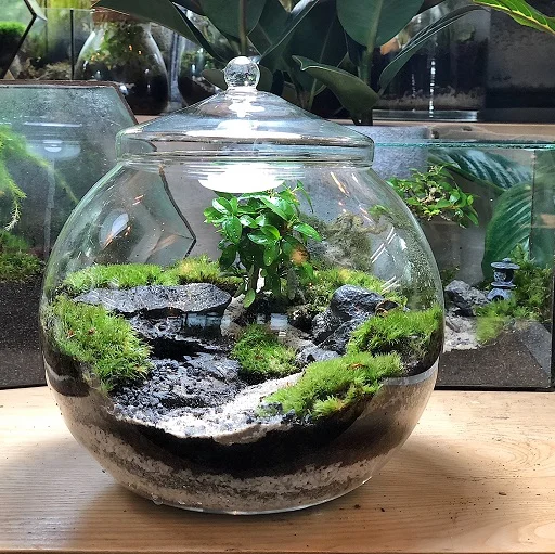 Fish Bowl Zen Garden Terrarium