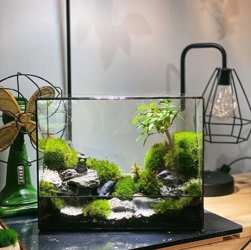 Jasmine Forest Terrarium