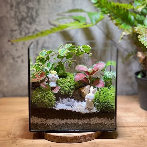Terrarium DIY Set - Miniature Garden
