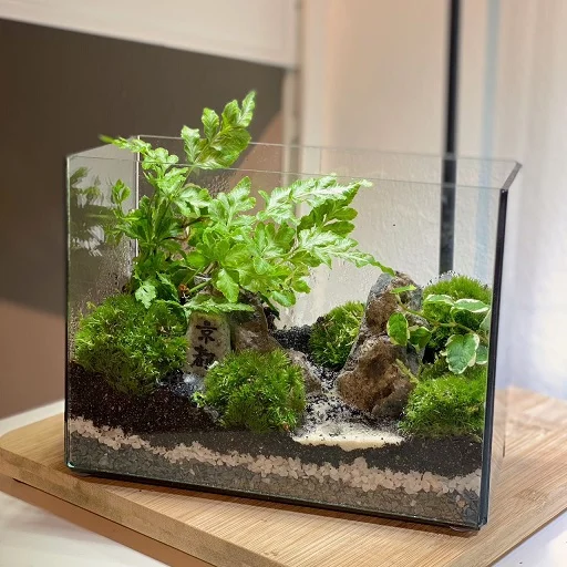 Little Zen Forest Terrarium