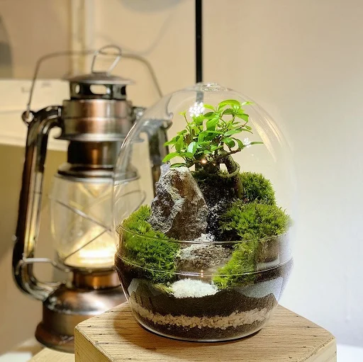Terrarium DIY Set - Zen Eggpod Forest