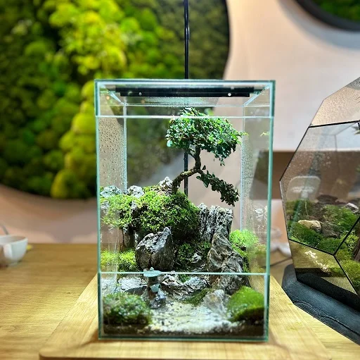 Water Zen Terrarium