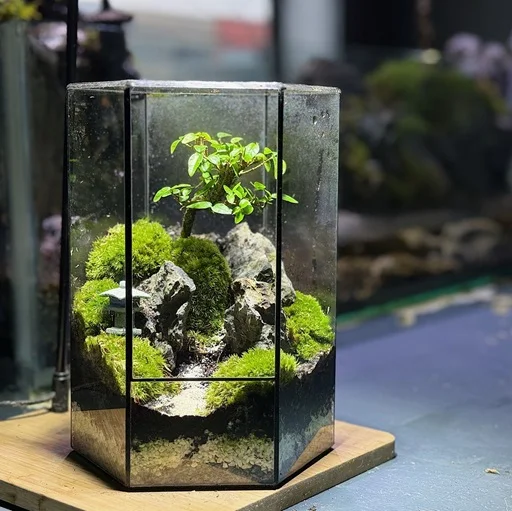 Hexa Zen Forest Terrarium