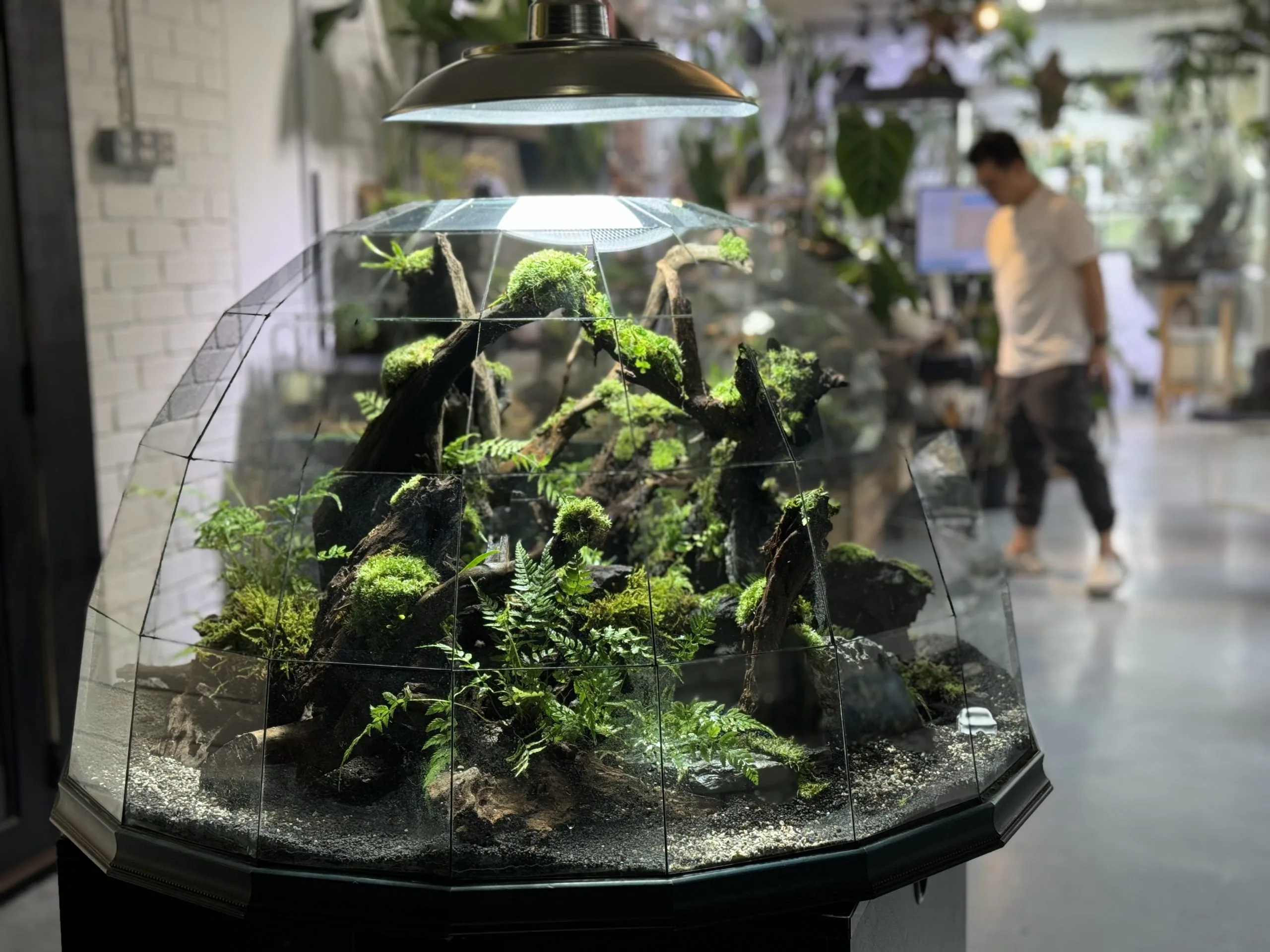 Sustainable indoor moss wall for modern eco-friendly space