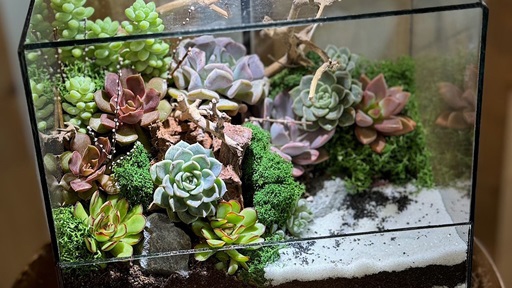 succulent terrarium gifting mossarium