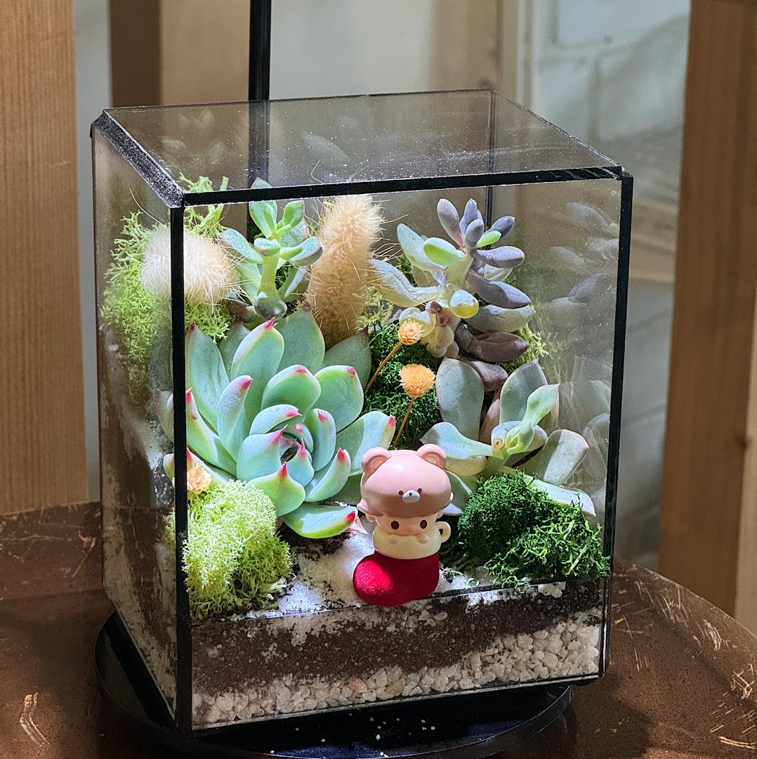 Petite Forest Succulent Terrarium