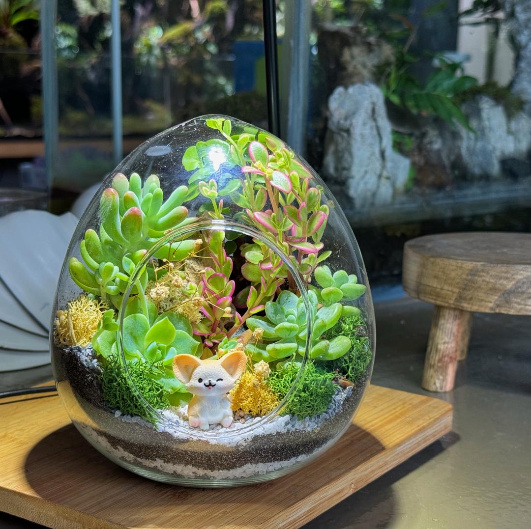 succulent terrarium gift
