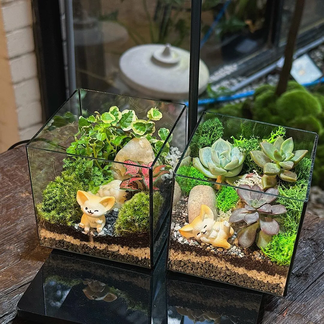 WhatsApp Image 2026-01-26 at 2.15.01 PM (6) mossarium terrarium