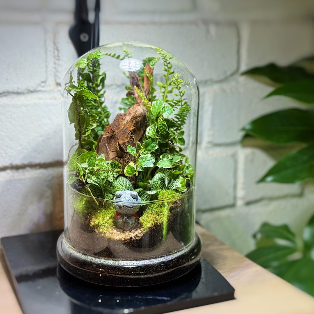 Koke Dome L (苔ドーム) Terrarium