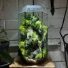 zen garden terrarium gift
