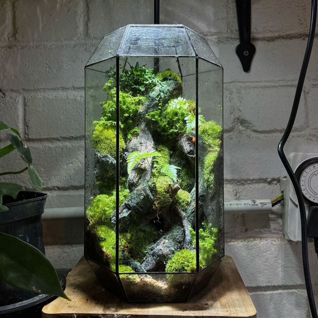 zen garden terrarium gift
