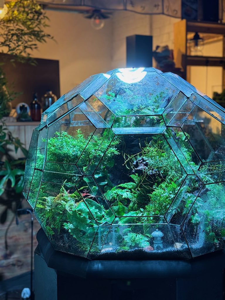 large terrarium mossarium kl